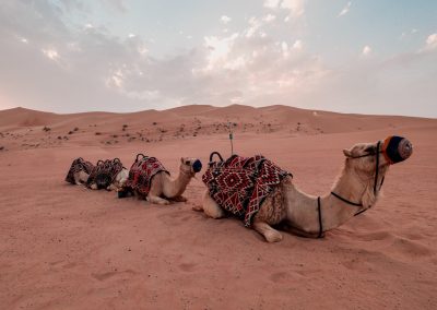 Camel ride safari desert