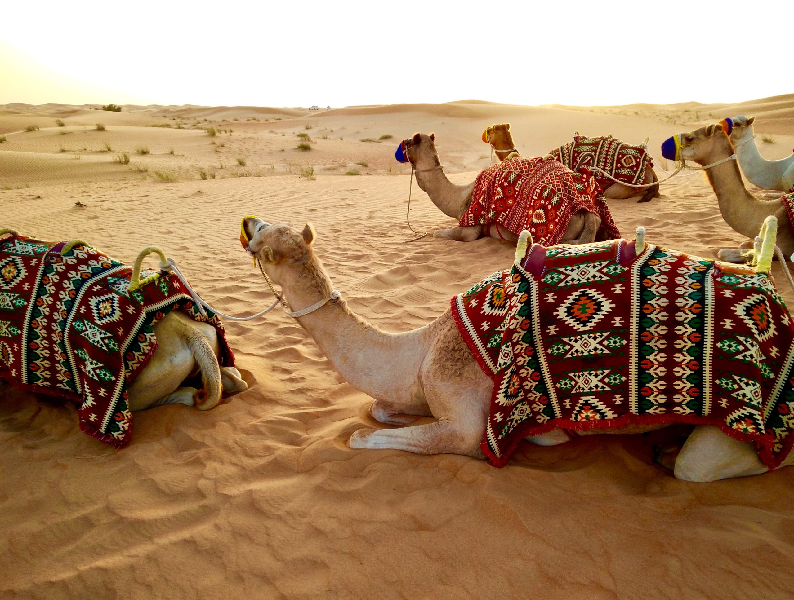 Camel desert Safari