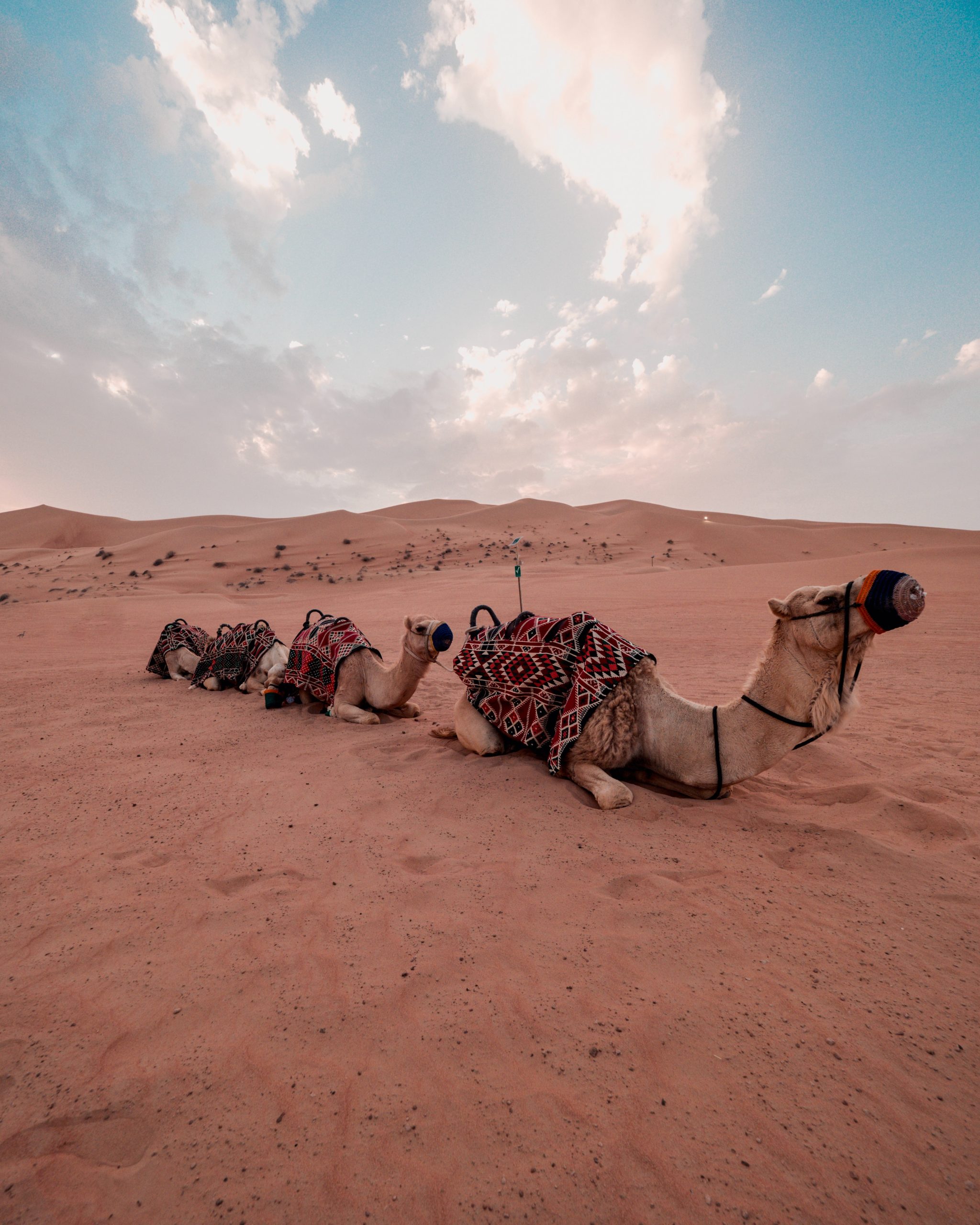 desert safari