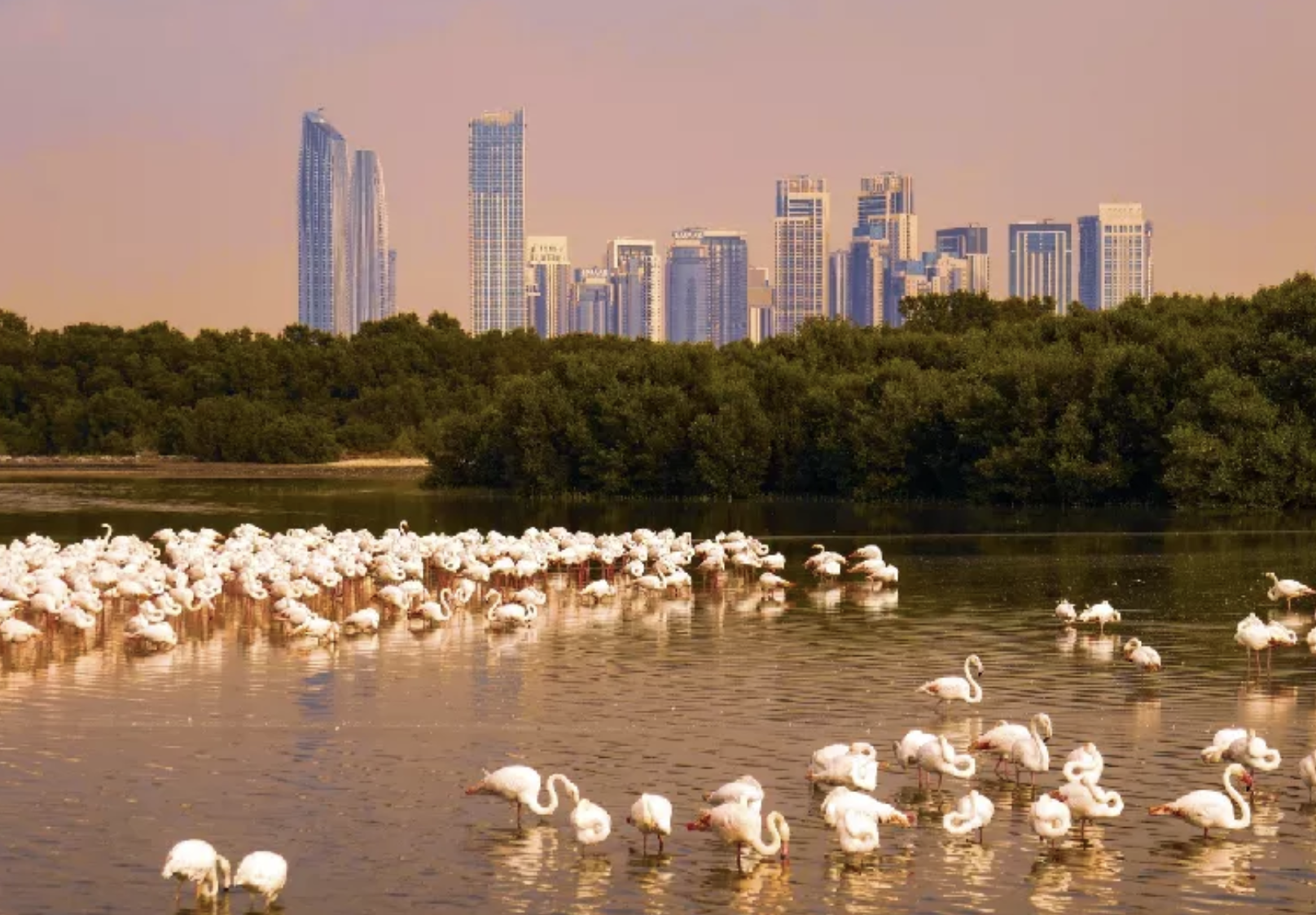 Ras Al Khor Wildlife Sanctuary